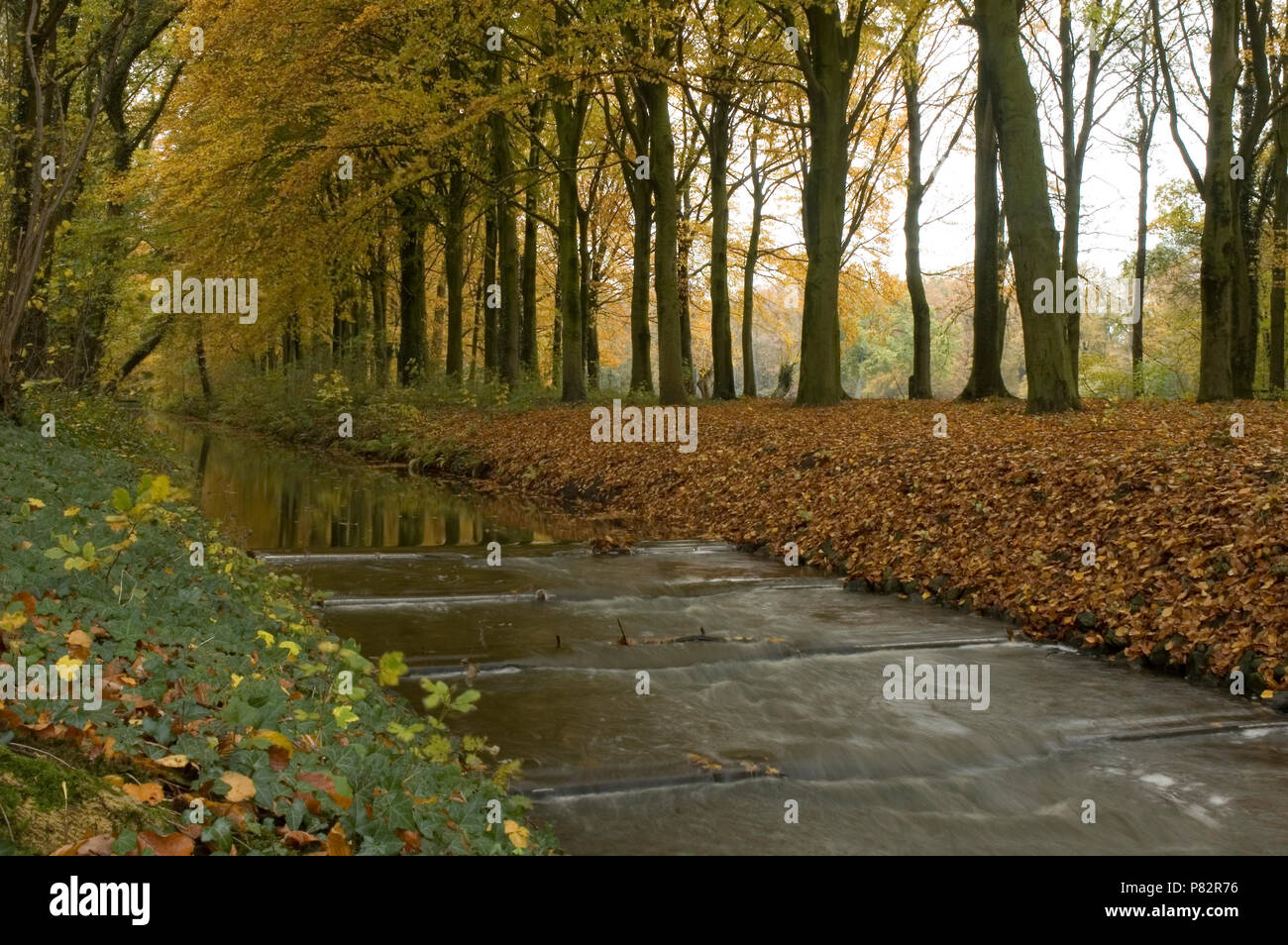 Bosco in autunno colori Paesi Bassi, Bos in herfst kleuren Nederland Foto Stock