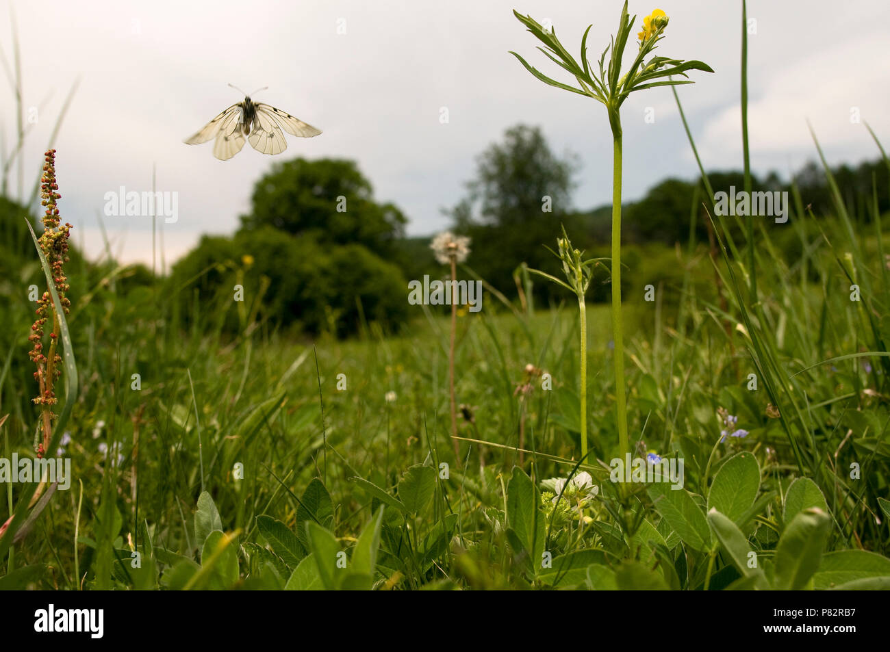 Zwarte Apollovlinder vliegend boven bloemenveld, offuscata Apollo volare sopra il campo con fiori Foto Stock