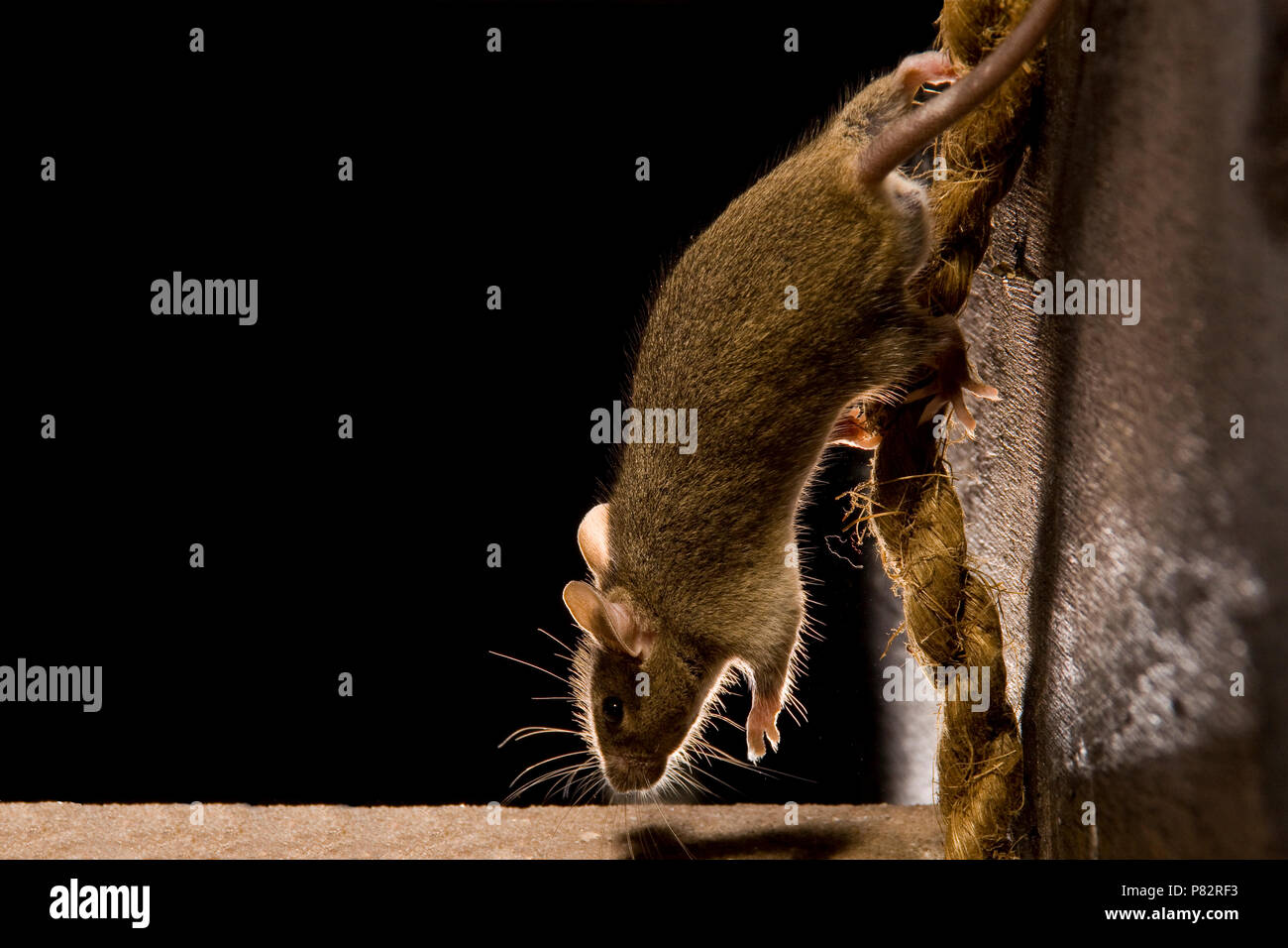 Huismuis op een touw; House Mouse su una fune Foto Stock