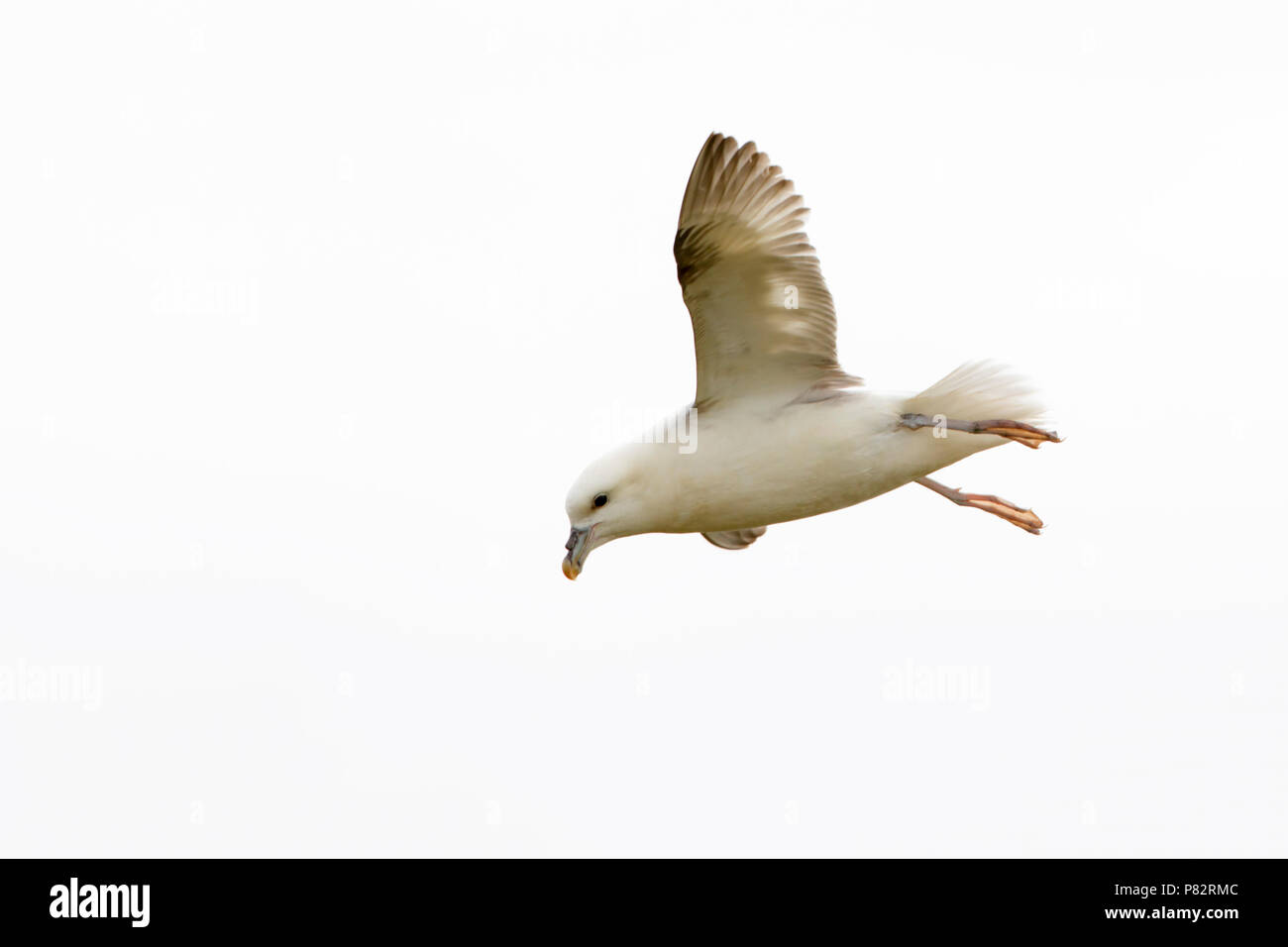 Noordse Stormvogel vliegend; Northern Fulmar battenti; Foto Stock