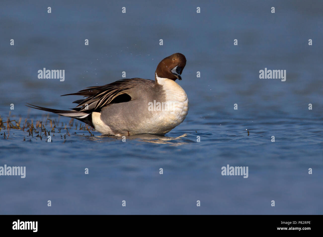Codone; Northern Pintail; Anas acuta Foto Stock