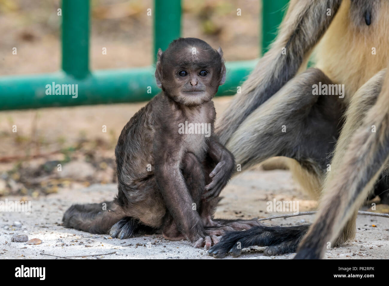 I capretti delle Pianure Settentrionali Langur seduto su di una pista in Bandavgarh NP, India. Marzo 2017. Foto Stock