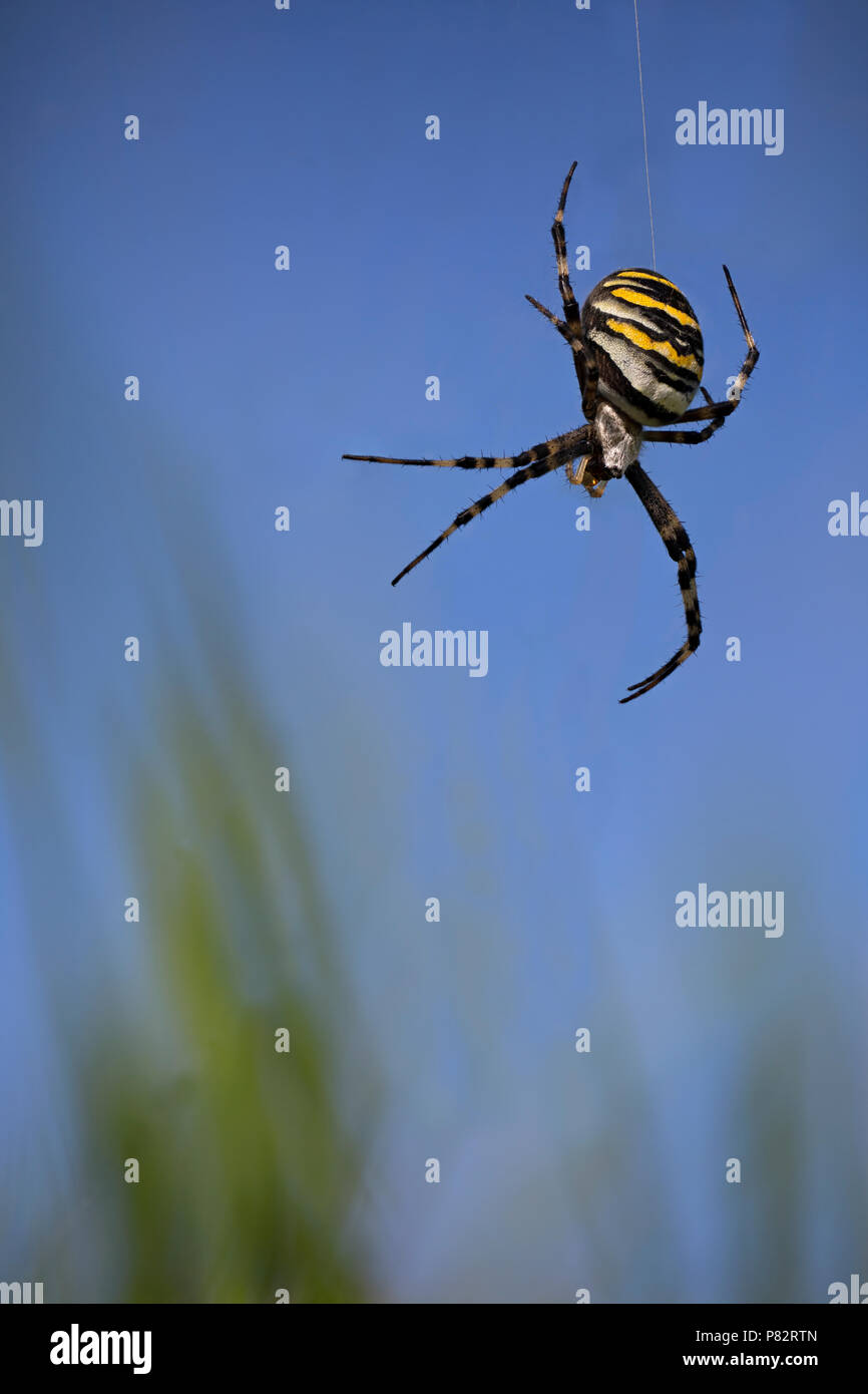 Wespenspin; Wasp Spider Foto Stock