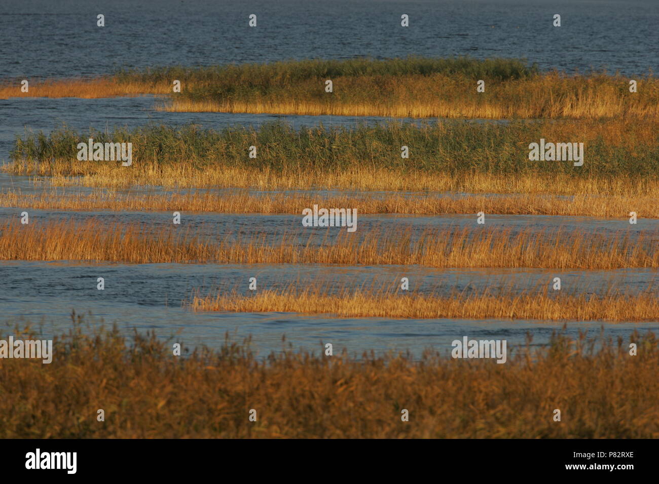 In Waterpartijen de Oderdelta; zone umide nel Oderdelta Foto Stock
