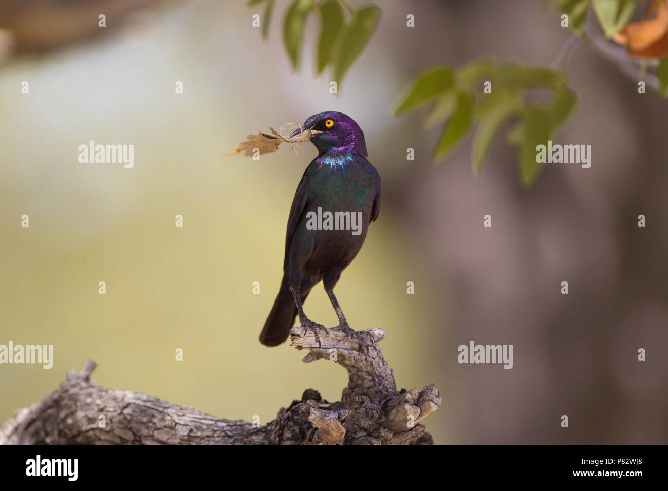 African Starling ritratto Foto Stock