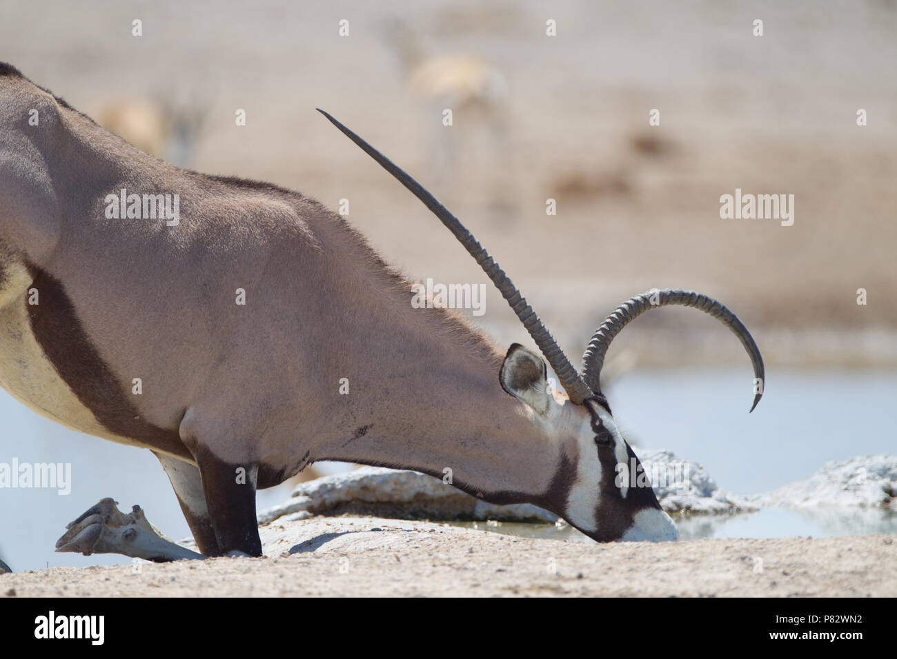 Oryx con crooked funnt corna acqua potabile da un laghetto in Etosha Foto Stock