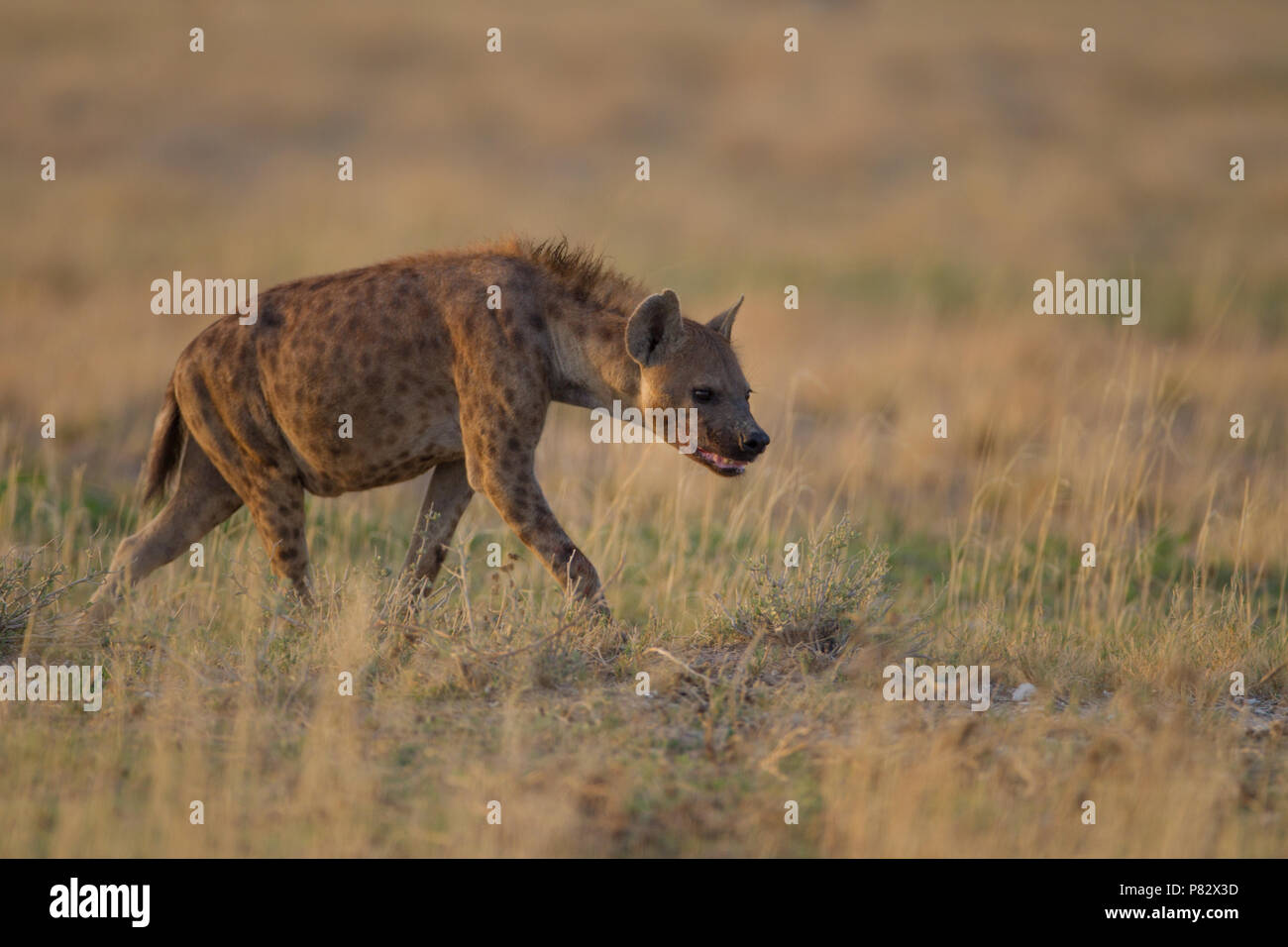 La iena alla ricerca di cibo in Etosha Foto Stock