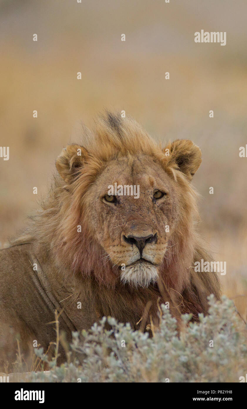 Leone maschio ritratto nel Parco Nazionale Etosha Foto Stock