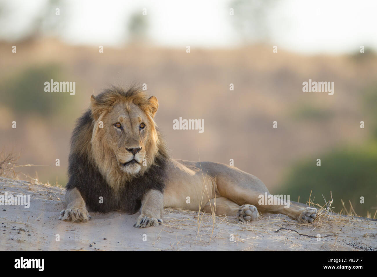 Nero Kalahari maned Lion nella boccola Foto Stock