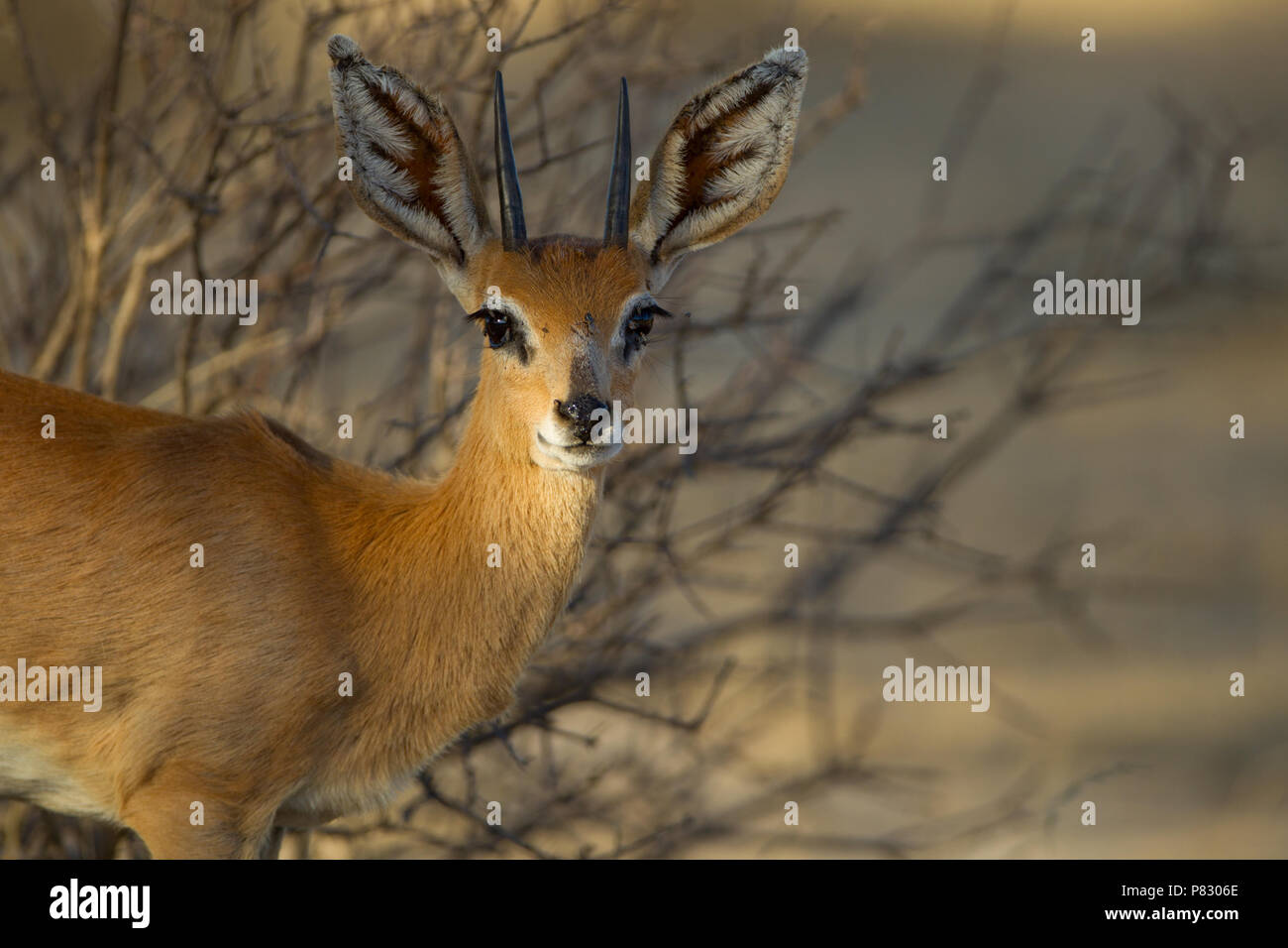 Steenbok maschio in asciutto erba gialla Kgalagadi Parco transfrontaliero Foto Stock