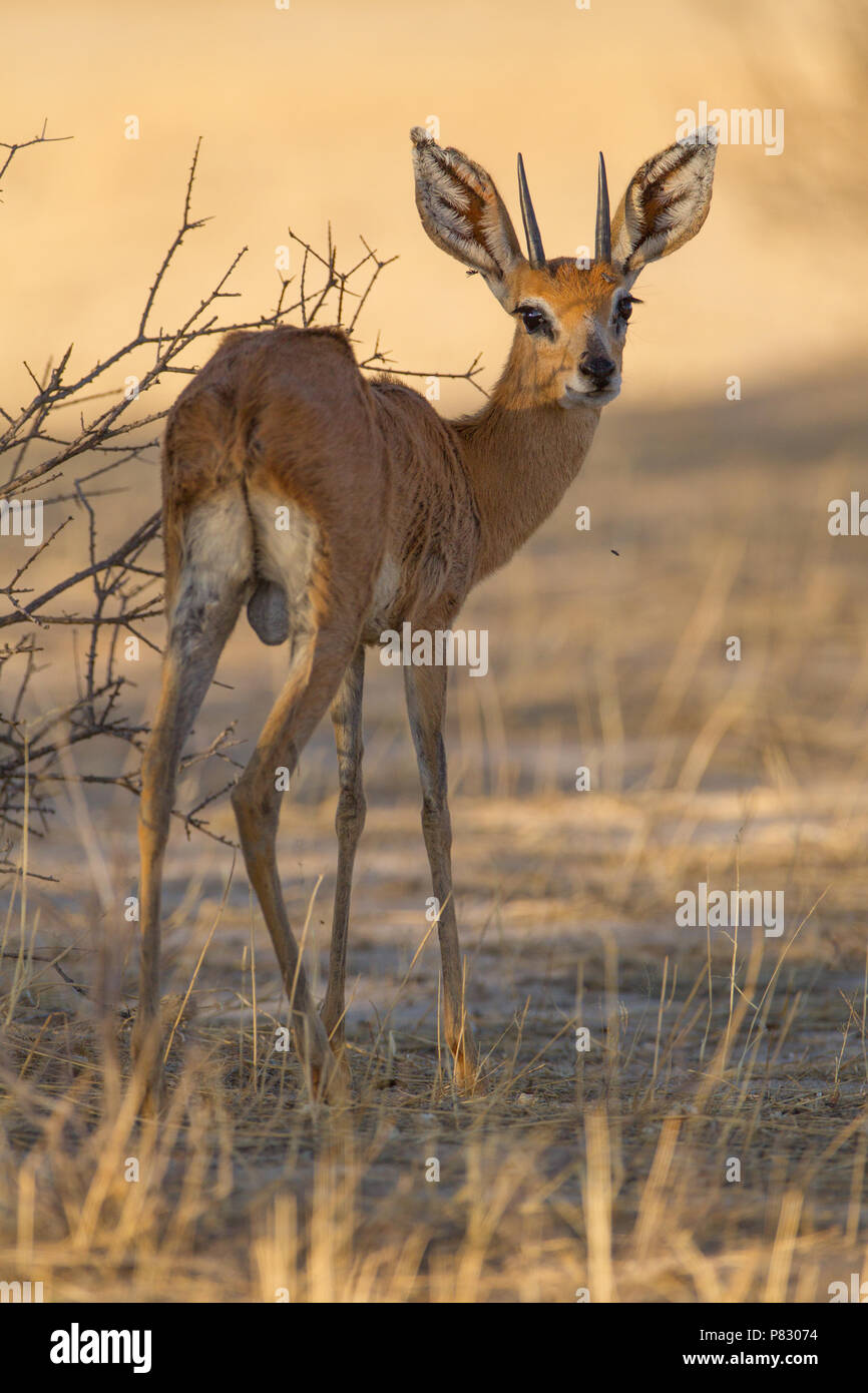 Steenbok maschio in asciutto erba gialla Kgalagadi Parco transfrontaliero Foto Stock