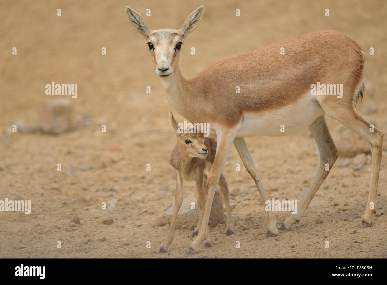 Carino animale bambino con sua madre Etosha Foto Stock