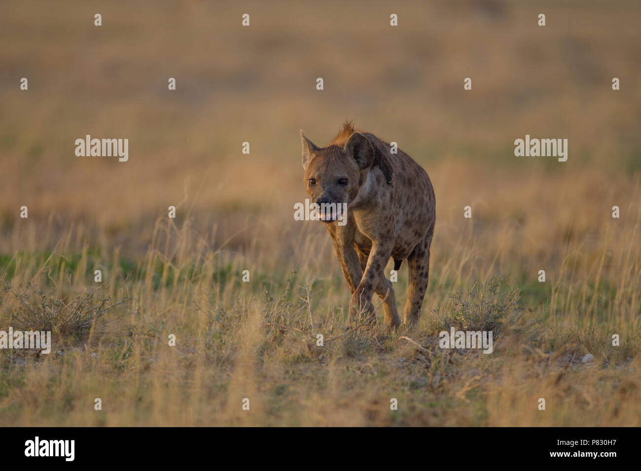 La iena camminando verso la telecamera in Etosha Foto Stock