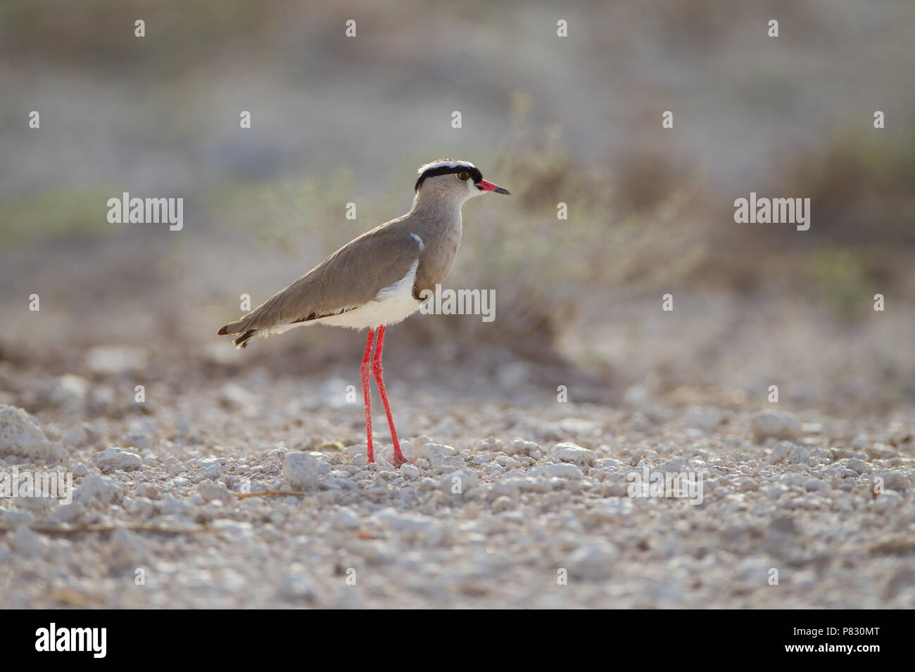 Incoronato plower pavoncella in Etosha Foto Stock