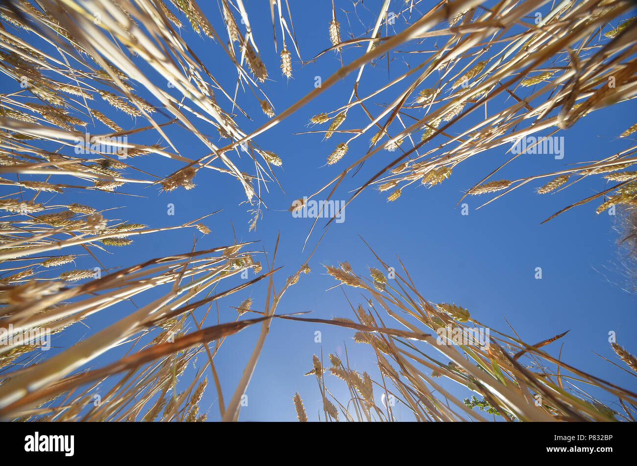 Direct up-Vista del cielo blu dal fondo di un campo di grano. Foto Stock