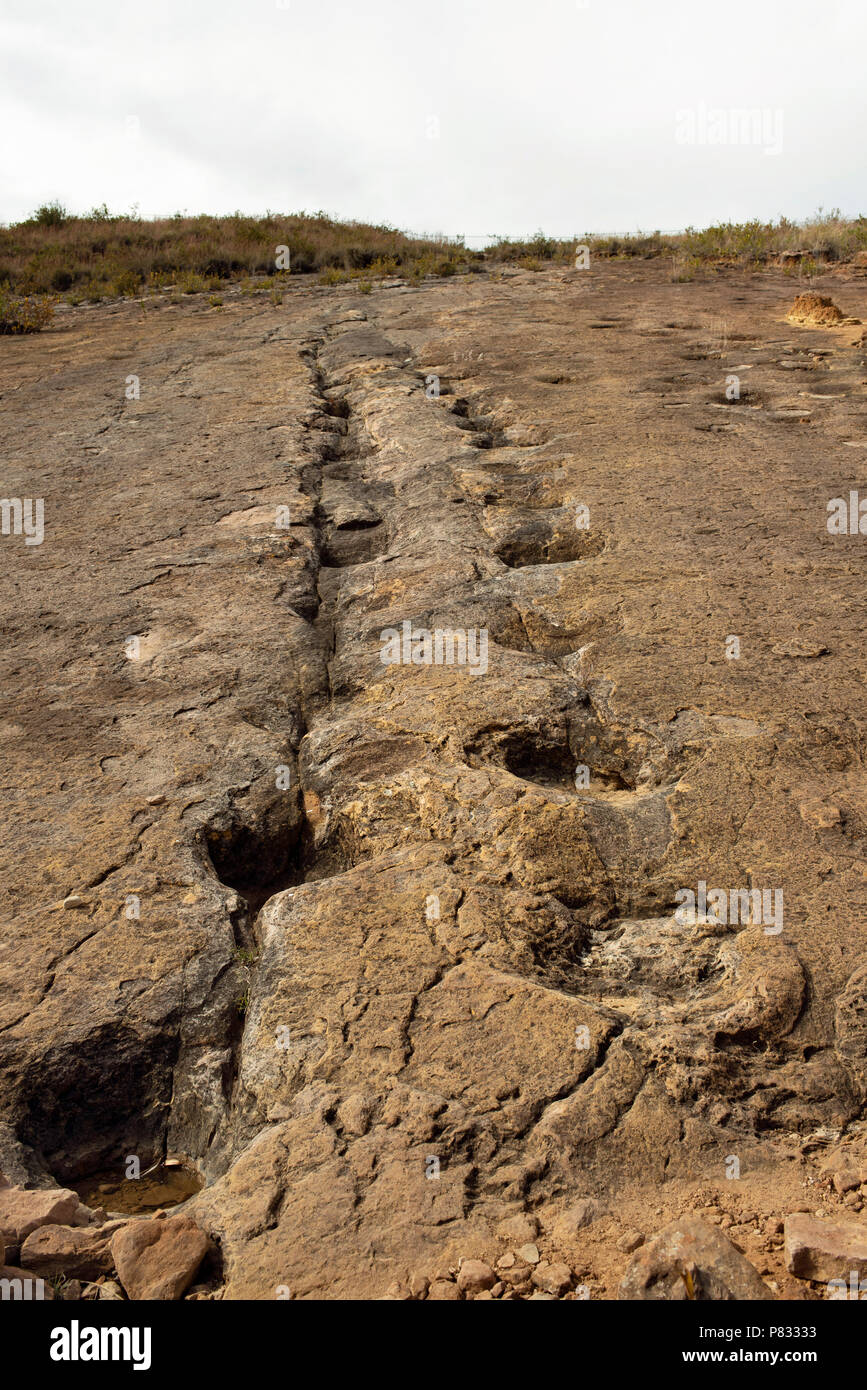 Dinosauro: Sauropod footprints a Torotoro National Park, Bolivia. Giu 2018 Foto Stock