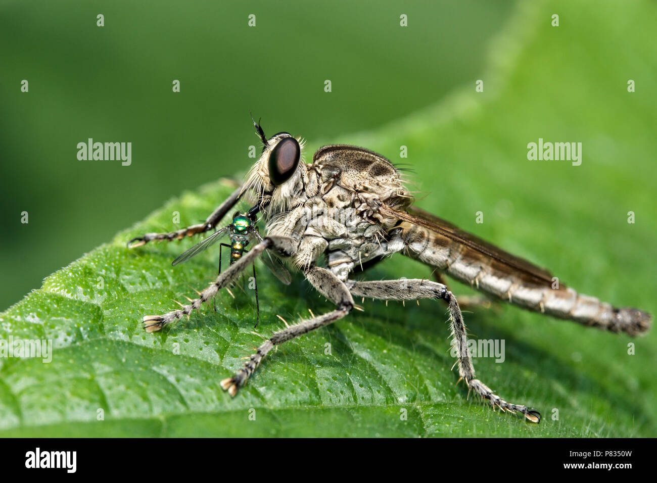 Chiusura del rapinatore fly o cannibale volare anche chiamato assassin fly, Dysmachus trigonus, mangiare la sua preda seduto su una foglia verde Foto Stock
