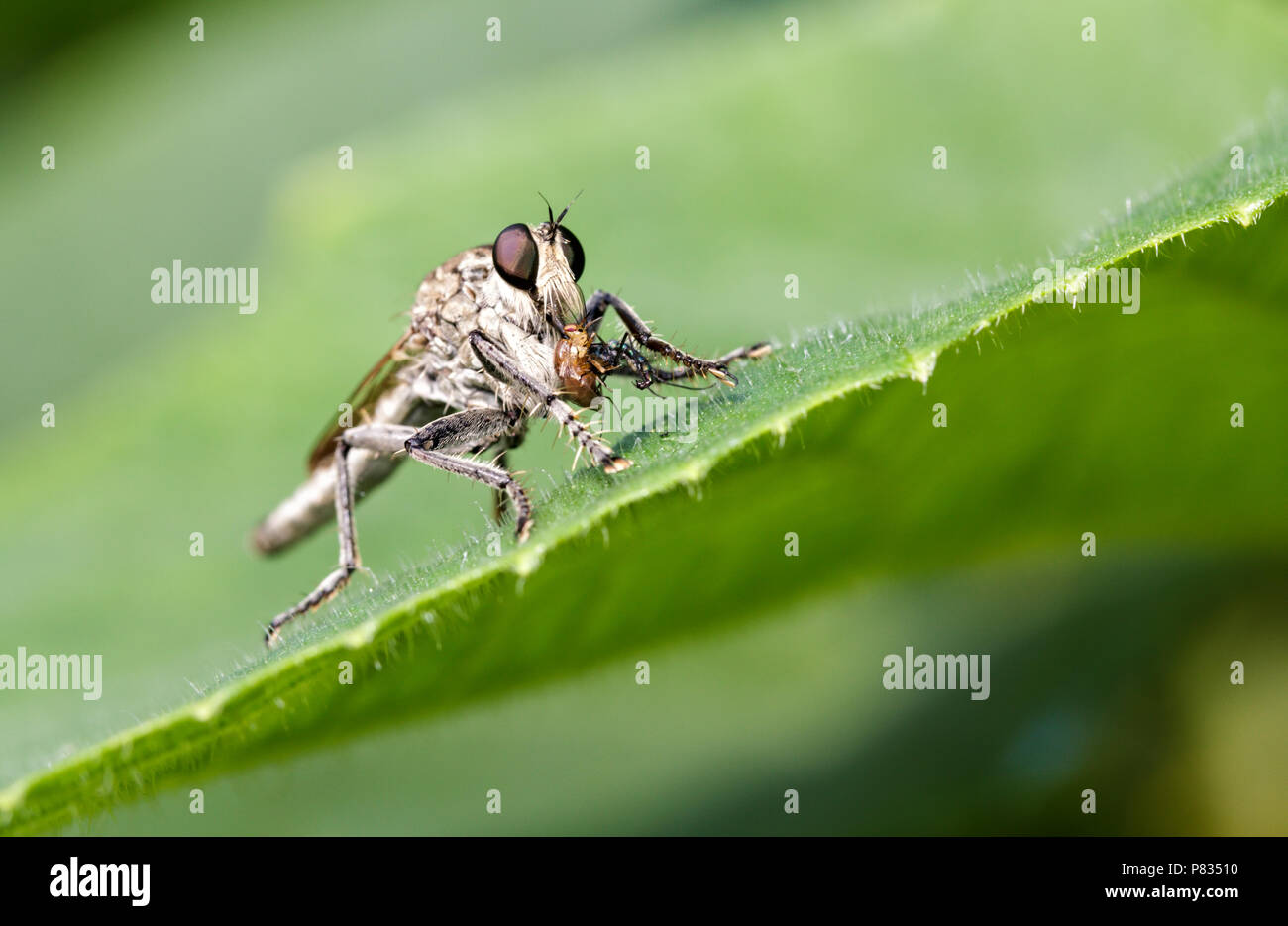 Chiusura del rapinatore fly o cannibale volare anche chiamato assassin fly, Dysmachus trigonus, mangiare la sua preda seduto su una foglia verde Foto Stock