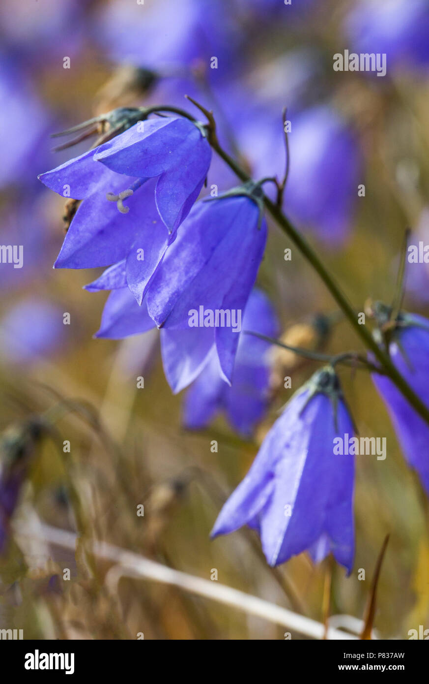 Campanula rotundifolia, harebell, nella valle dei fiori, Taliisaq, est della Groenlandia Foto Stock