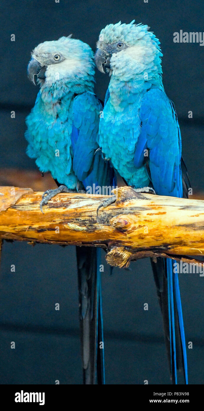 28 giugno 2018, Germania, Schoeneiche: Un Spix Ara coppia può essere visto presso la stazione di allevamento della conservazione della natura Associazione organizzazione per la conservazione dei Pappagalli minacciati e.V. (ACTP). Il Brasile è il ministro dell'ambiente Duarte è di aprire la possibilità per il reinsediamento delle ACTP Spix Aras. Il Spix-Ara (Cyanopsitta spixii) è un tipo di blu di pappagallo, che è originariamente da Rio Sao Francisco (Bahia, Brasile) e è stato estinto nel selvaggio fin dall'anno 2000. Governi e organizzazione privata senza scopo di lucro hanno ottenuto insieme per contribuire a salvare questa specie da completa estinzione. Th Foto Stock