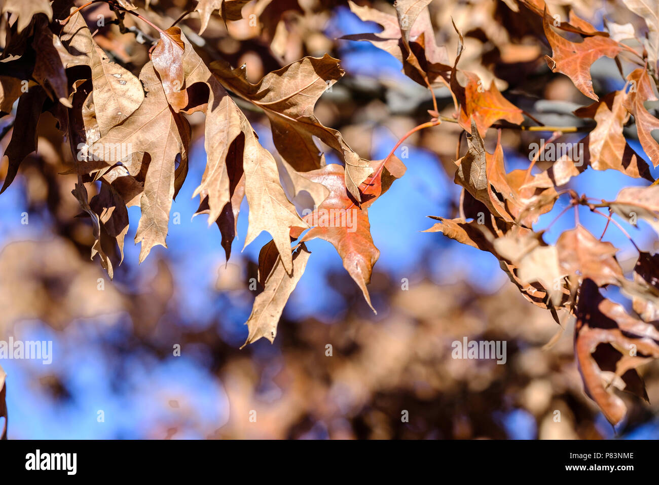 Perno di morti di foglie di quercia,Quercus palustrus, Q palustrus, sull'albero. Primo piano. Oklahoma, Stati Uniti d'America. Foto Stock