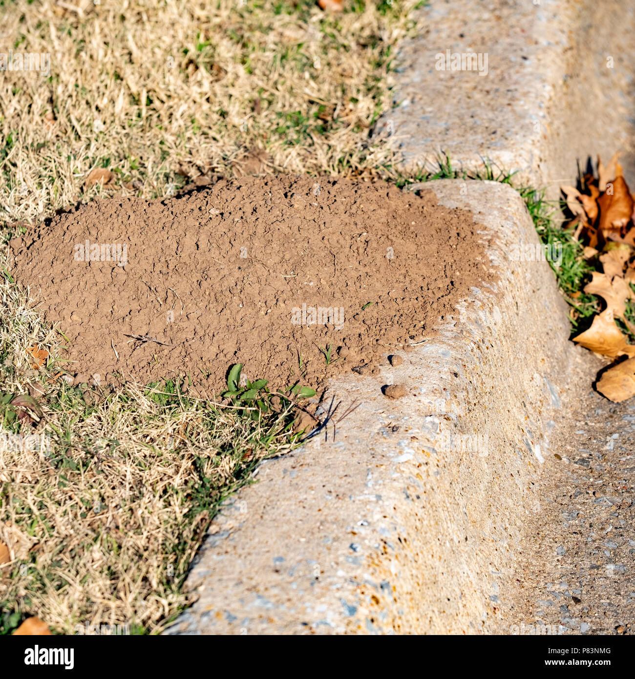 Un tumulo di antiestetiche del suolo causato da una tasca gopher, Geomyidae, a fianco di un cordolo in Oklahoma, Stati Uniti d'America. Foto Stock