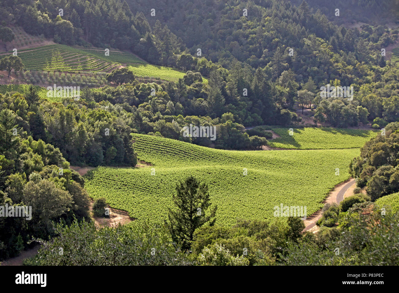 Vigneto in presenza di luce solare, Oakville, Napa Valley, California, Stati Uniti d'America Foto Stock