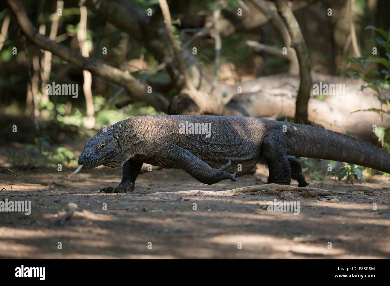 Drago di Komodo, Komodo Foto Stock