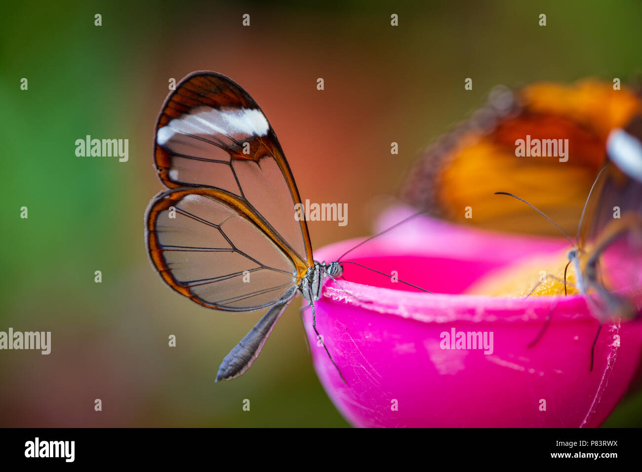 Farfalla con ali trasparenti, quale impostazione sul cibo alimentatore. Foto Stock