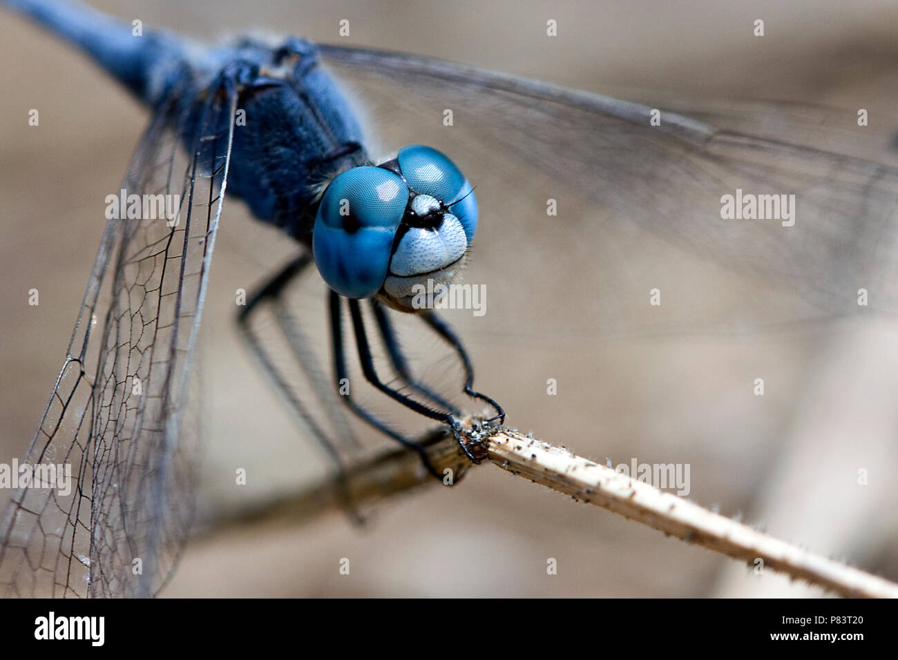 Primo piano di una libellula blu seduto su una lama di erba secca, messa a fuoco sul viso e gli occhi e un'ala Foto Stock