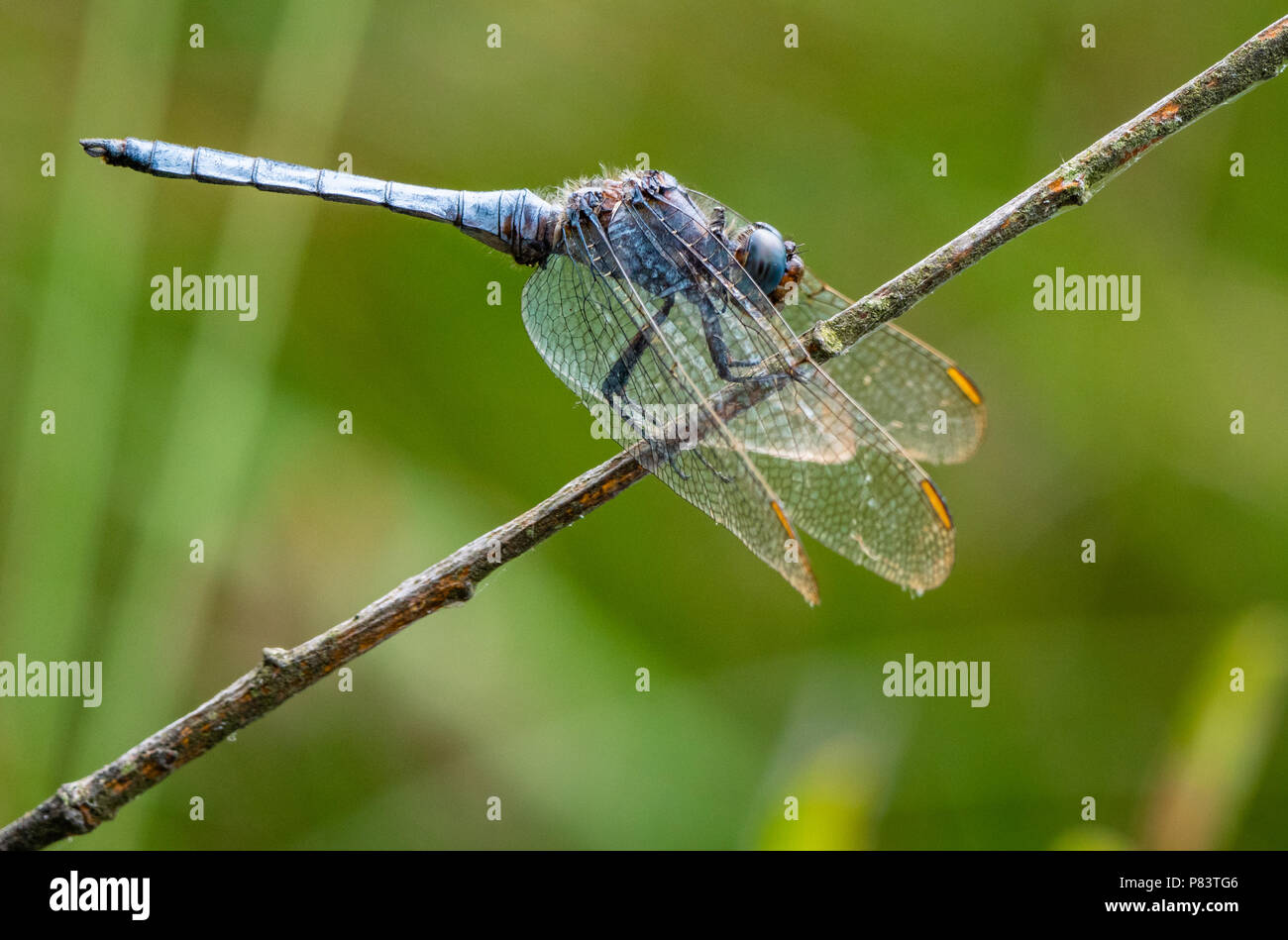 Maschio skimmer keeled dragonfly a riposo nella posizione caratteristica con la testa verso il basso e in avanti cascante ali di puntamento a Thursley comune in Surrey UK Foto Stock