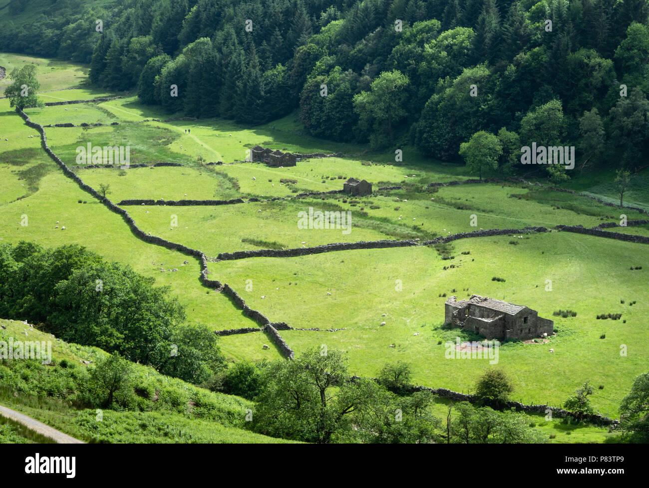 Due escursionisti distanti passando il campo fienili e muri in pietra a secco del bellissimo Swaledale superiore nel Yorkshire Dales REGNO UNITO Foto Stock