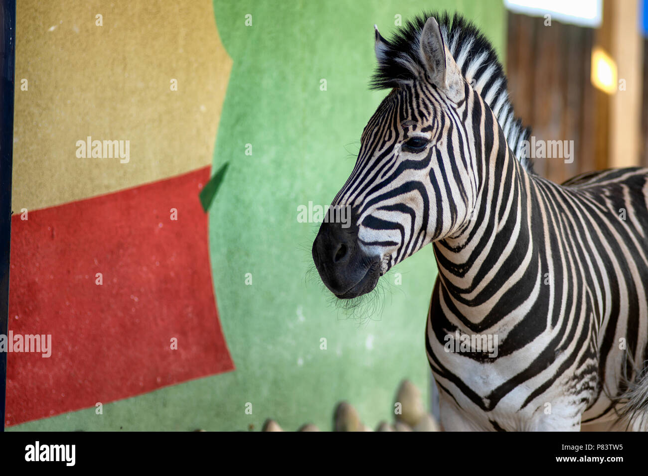 Zebra vicino alla parete colorata in zoo Foto Stock
