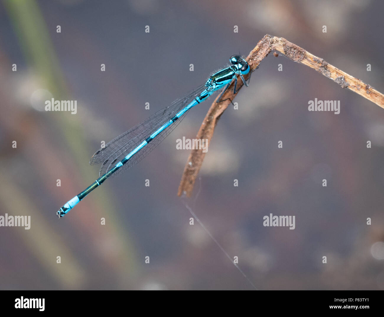 Maschio damselfly azure Coenagrion puella in appoggio su un morto a reed Thursley comune in Surrey UK Foto Stock