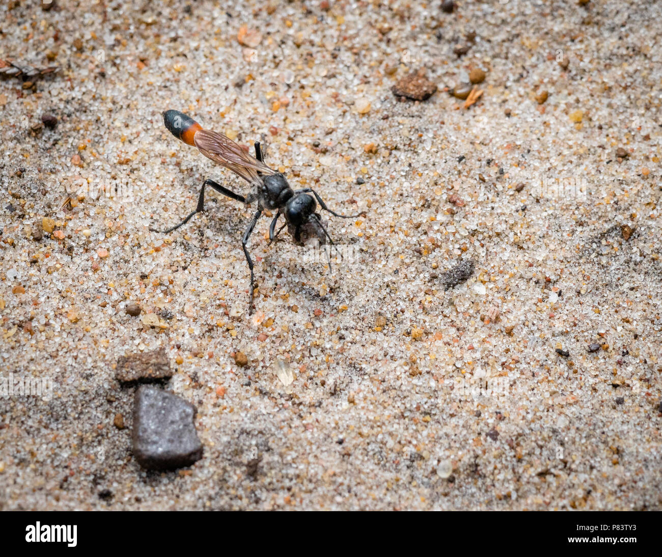 Ammophila sabulosa red-sabbia nastrati wasp mettendo pietre su l'ingresso alla sua tana per nasconderlo dai predatori - Comune Thursley Surrey UK Foto Stock