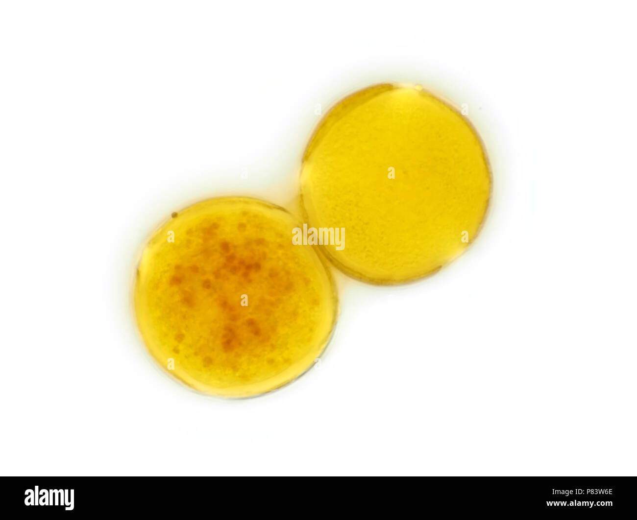 Micrografia luce di 2 Mahonia aquifolium (Oregon uva) dei grani di polline, raffigurato area è di circa 120 micrometri ampia Foto Stock