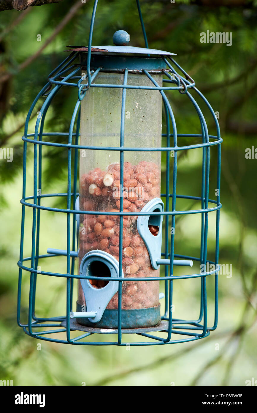 Prova di scoiattolo peanut bird feeder England Regno Unito Foto Stock