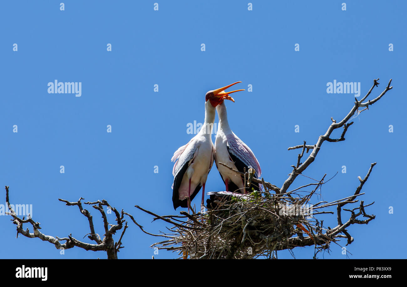 Il Giallo-fatturati stork, a volte chiamato anche la cicogna in legno o legno ibis, è un grande African wading stork specie nella famiglia Ciconiidae. Foto Stock