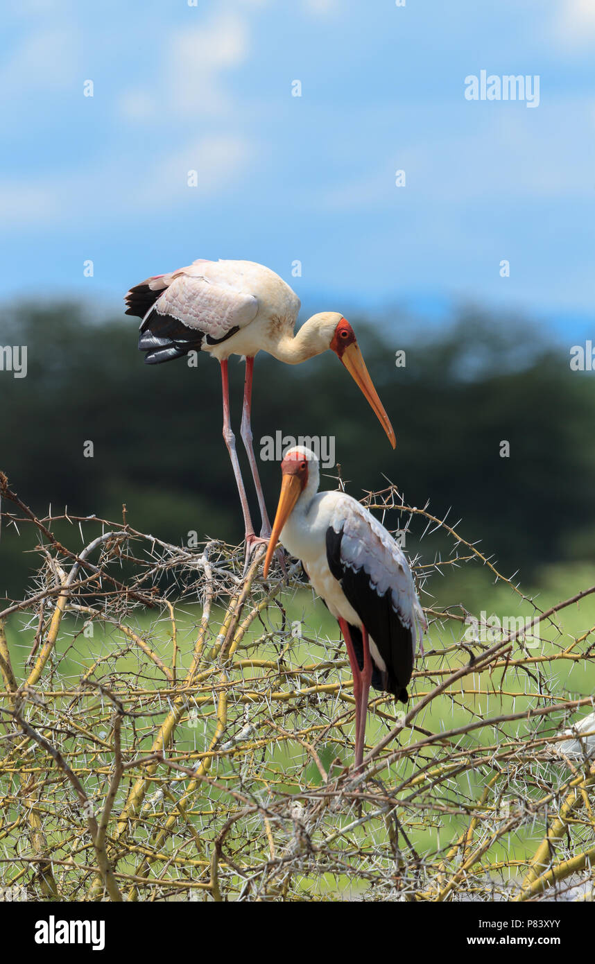 Il Giallo-fatturati stork, a volte chiamato anche la cicogna in legno o legno ibis, è un grande African wading stork specie nella famiglia Ciconiidae. Foto Stock