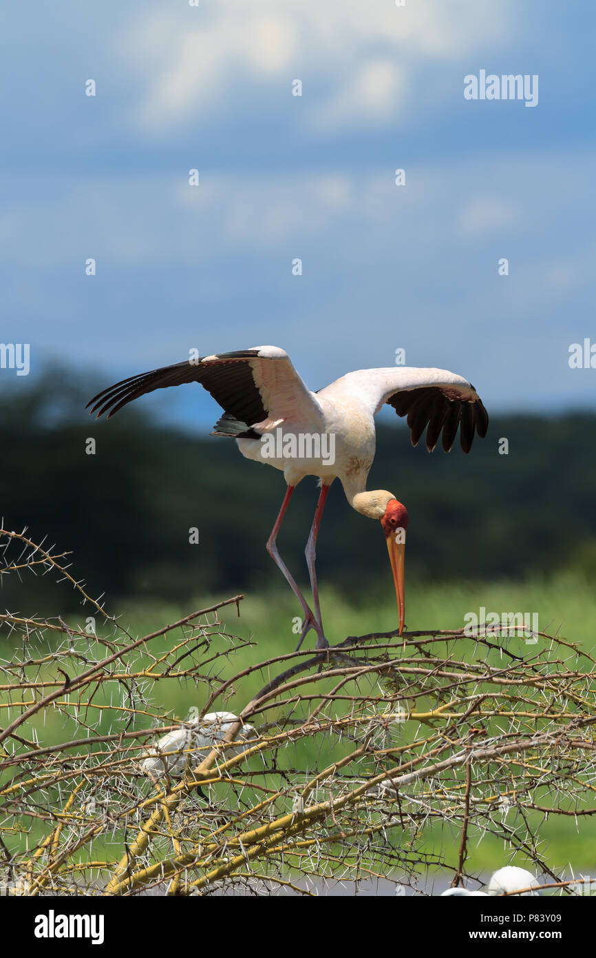 Il Giallo-fatturati stork, a volte chiamato anche la cicogna in legno o legno ibis, è un grande African wading stork specie nella famiglia Ciconiidae. Foto Stock