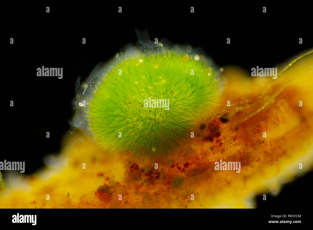Colonia sferica di cianobatteri (Gleotrichia, alghe blu-verdi). Vista laterale, di illuminazione a campo oscuro. Foto Stock