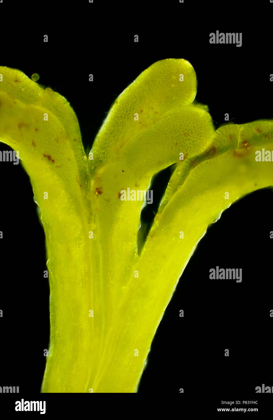 Vista microscopico di Euphorbia fiore pistillo. Luce polarizzata, polarizzatori incrociati. Foto Stock
