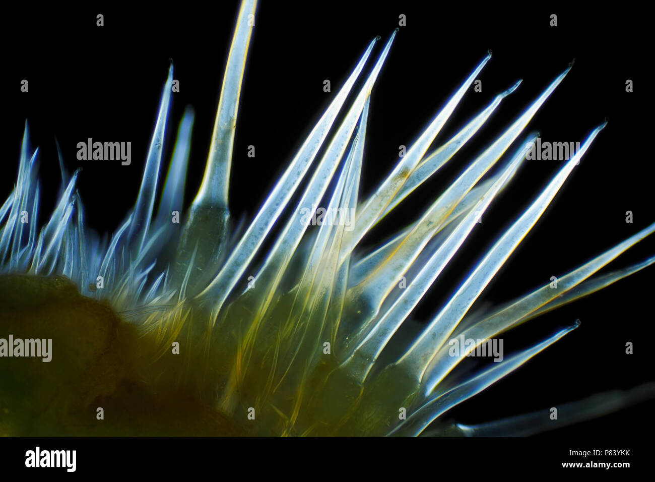 Vista microscopico di comune ortica (Urtica dioica) peli difensiva. Luce polarizzata, polarizzatori incrociati. Foto Stock