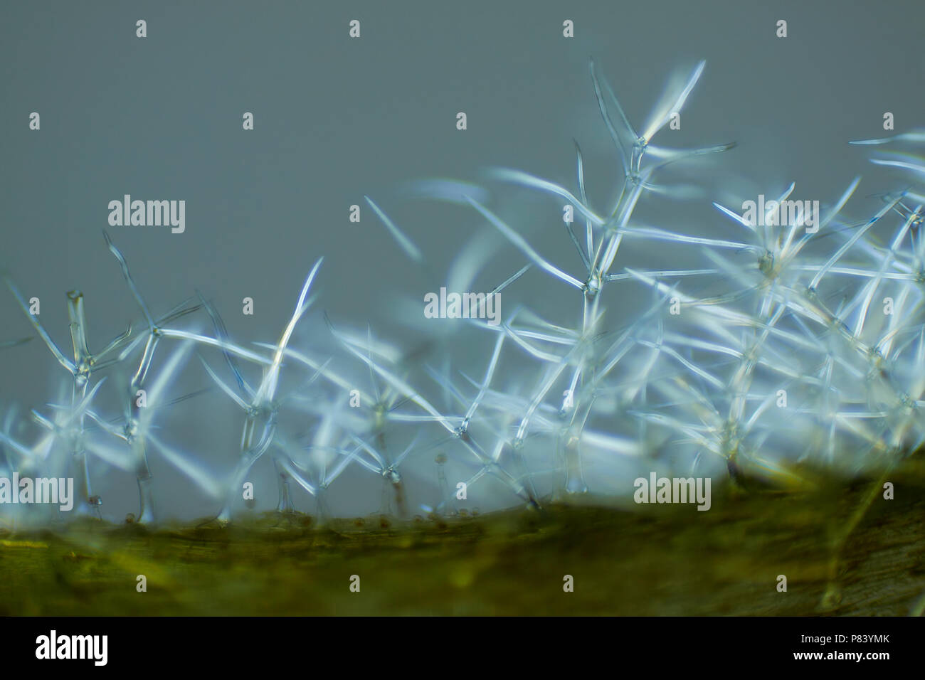 Vista microscopico di mullein comune (Molène thapsus) tricomi (peli). Luce polarizzata, parzialmente polarizzatori incrociati. Foto Stock