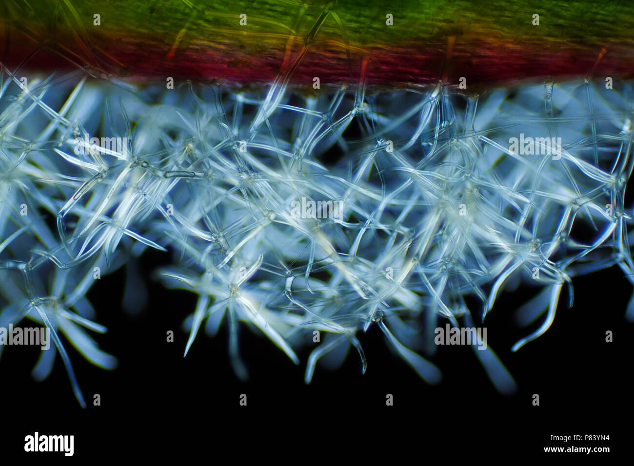 Vista microscopico di mullein comune (Molène thapsus) tricomi (peli). Luce polarizzata, polarizzatori incrociati. Foto Stock