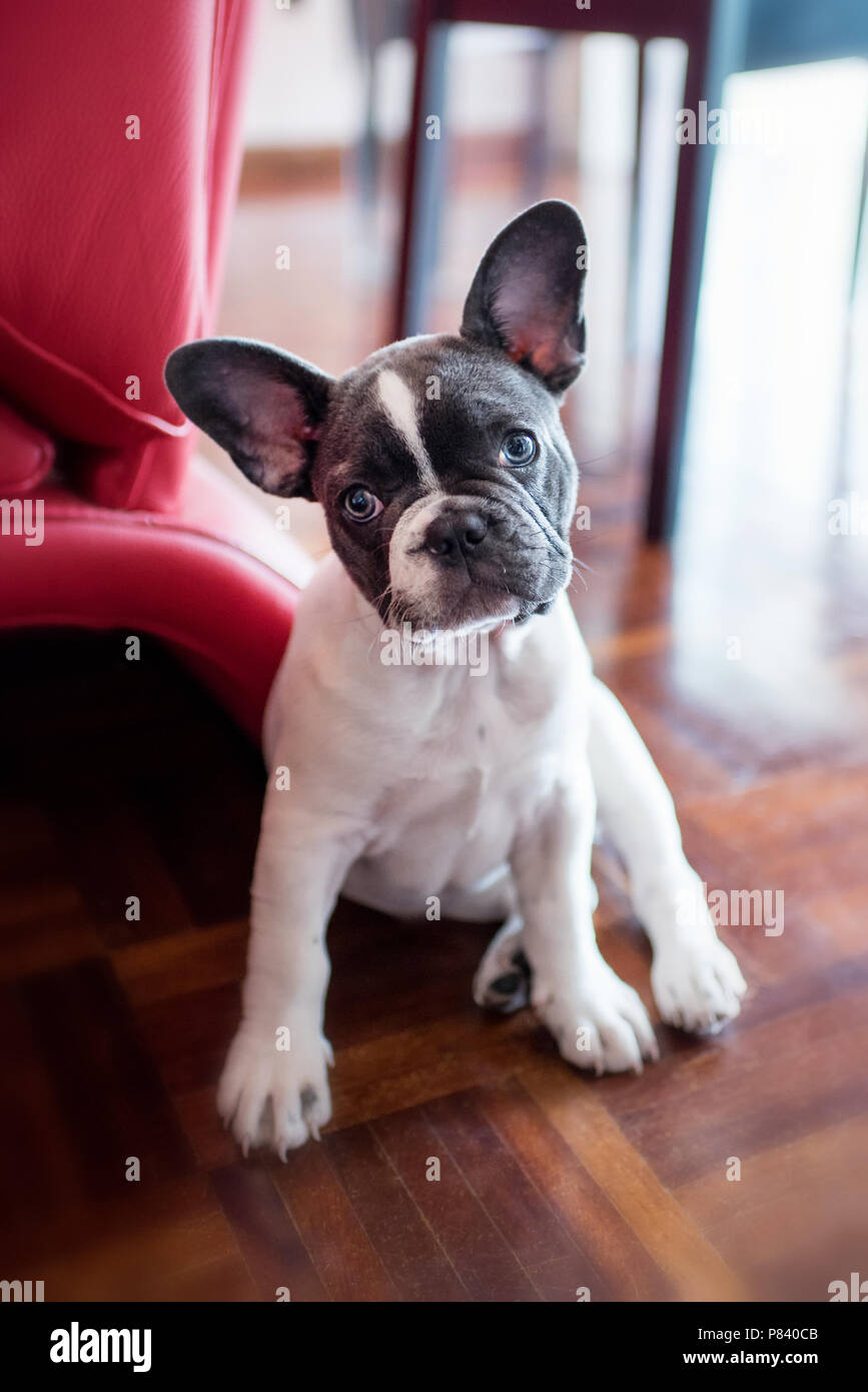 Ritratto di bulldog francese cucciolo seduto sul pavimento in legno a casa Foto Stock