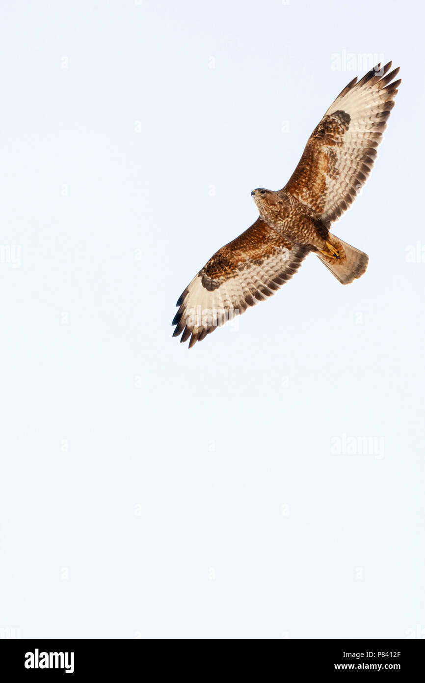 Steppa Poiana (Buteo buteo vulpinus) sulla migrazione oltre le montagne di Eilat, vicino a Eilat, Israele Foto Stock