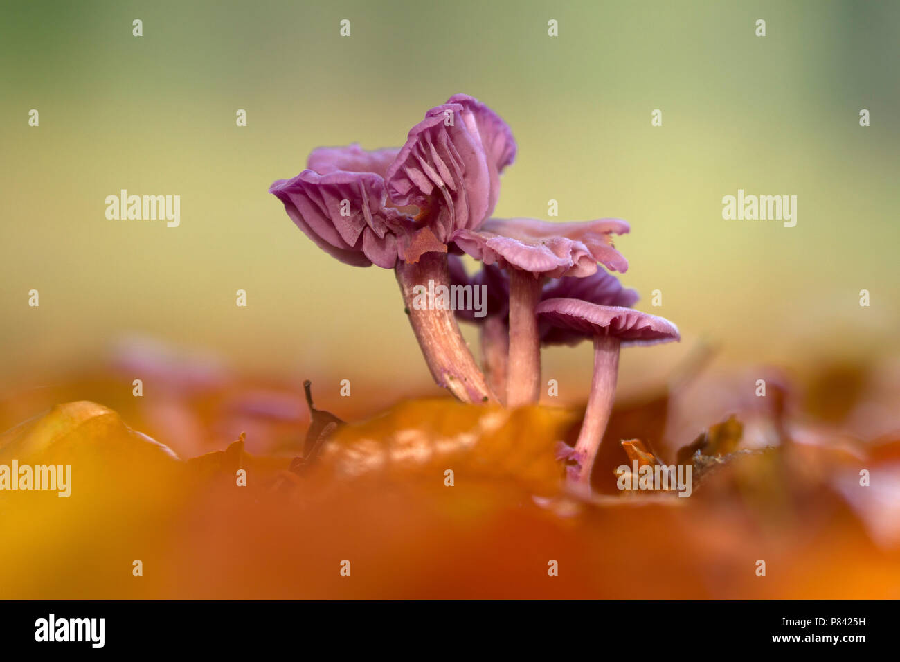 In Amethistzwam herfst impostazione,nell'autunno impostazione amethyst deceiver Foto Stock