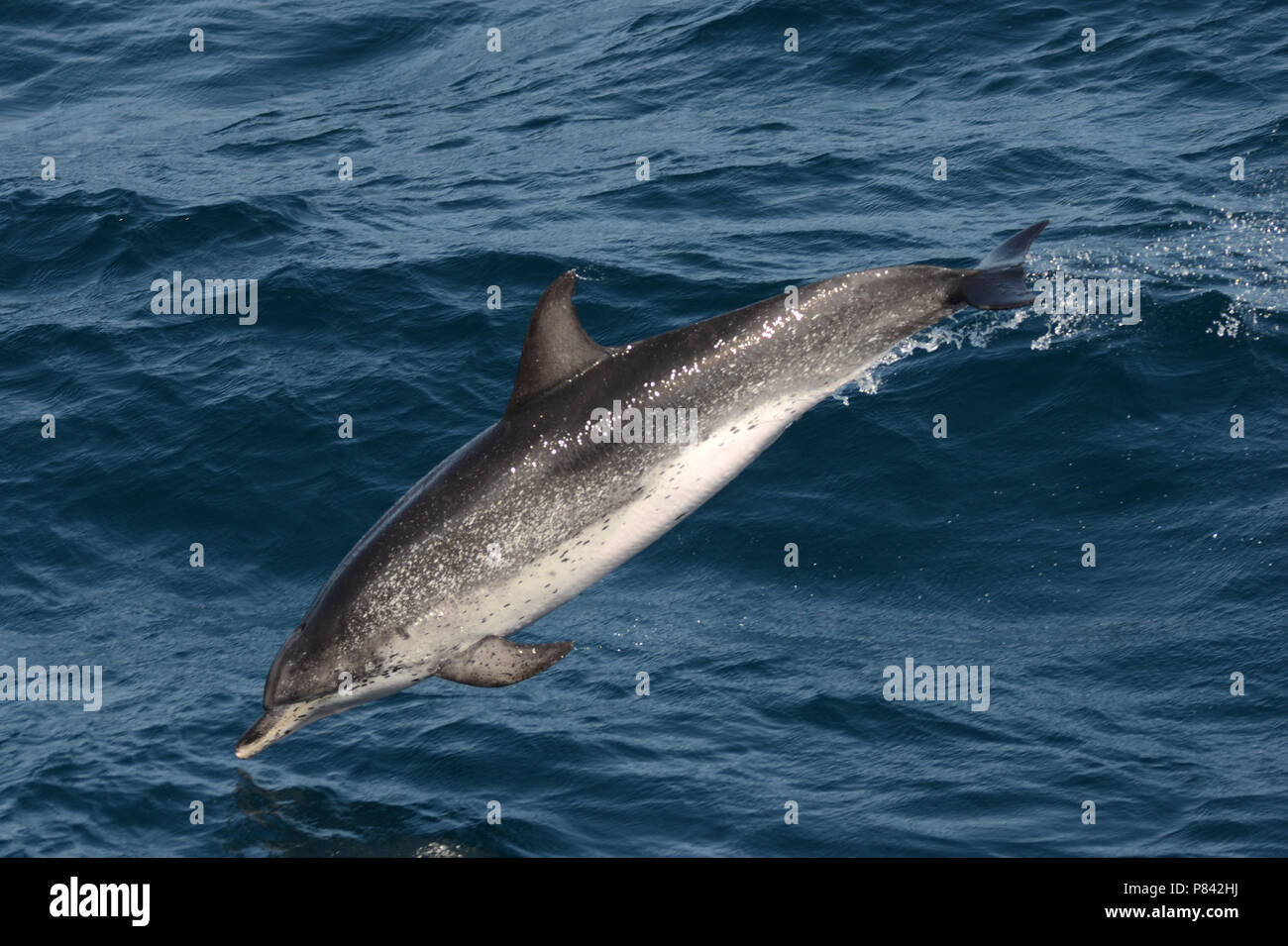 Delfino macchiato atlantico Foto Stock