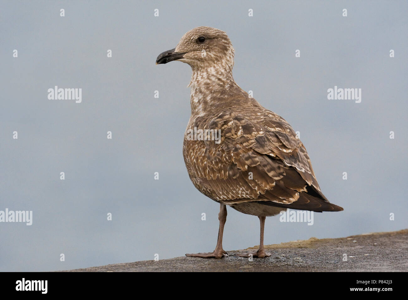 Gabbiano reale atlantico; Azzorre giallo-gambe; Gabbiano Larus micha Foto Stock